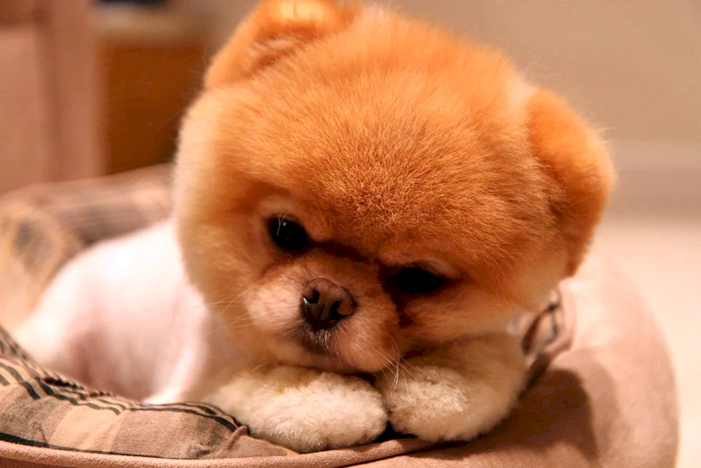 Pomeranian Spitz Zwerg