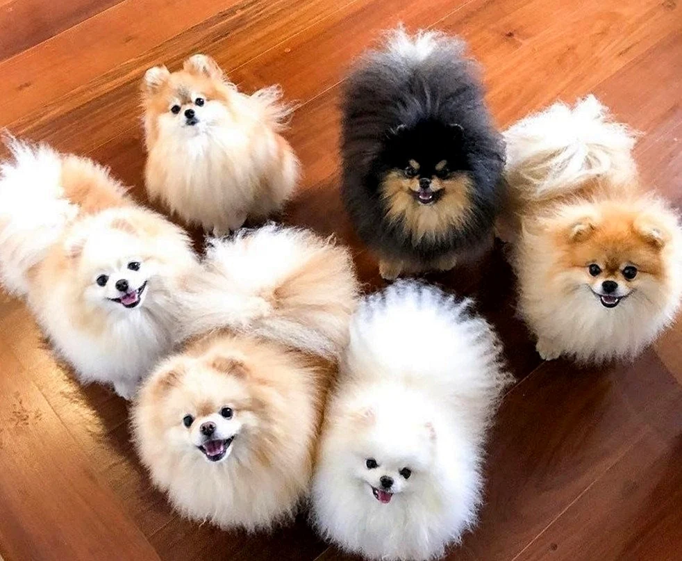 Pomeranian Zwerg Spitz