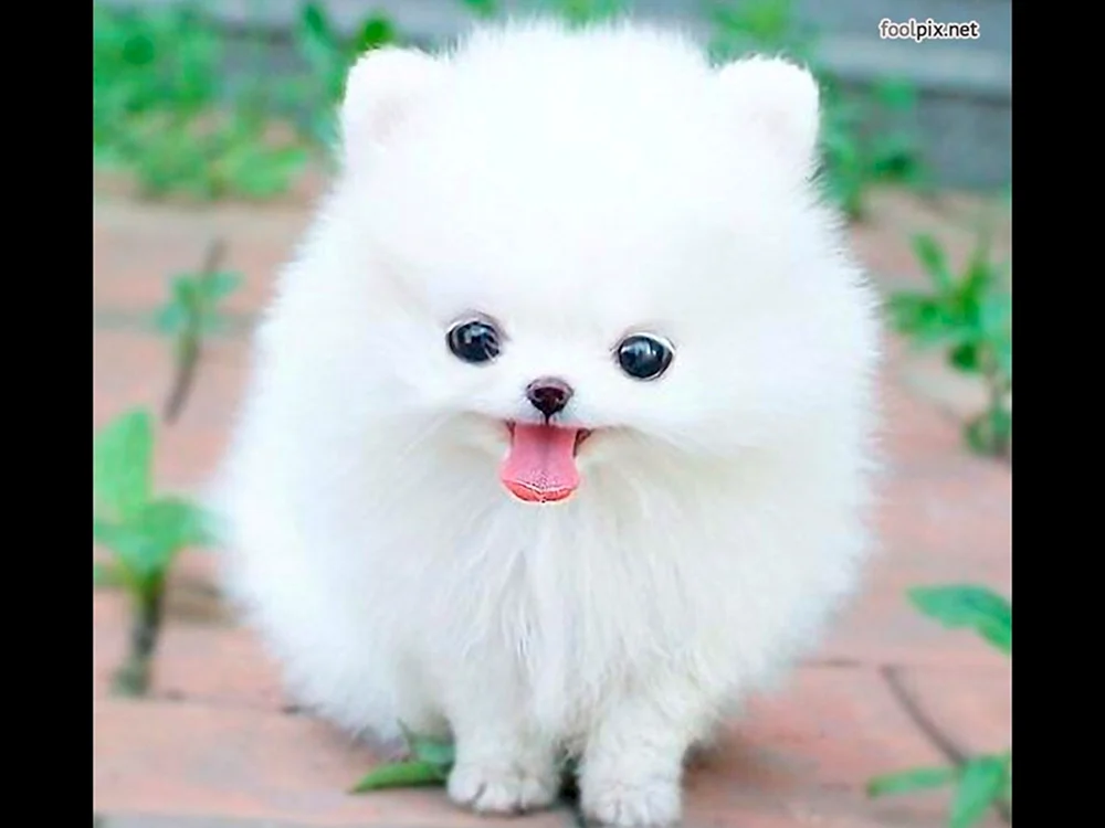 Chihuahua Dog Poohpie