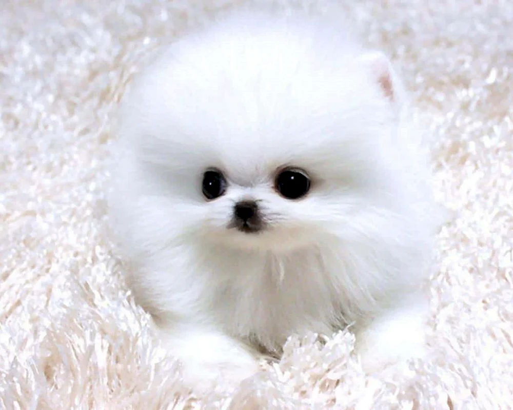 Pomeranian Spitz Teacup.