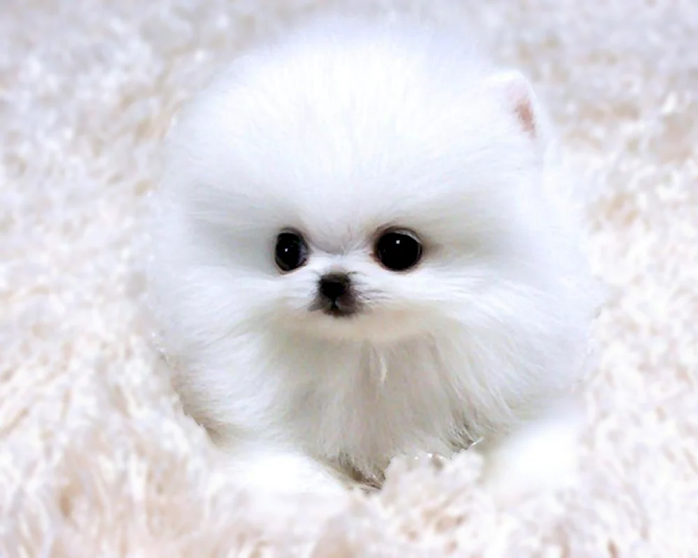 Pomeranian Spitz Zwerg weiß