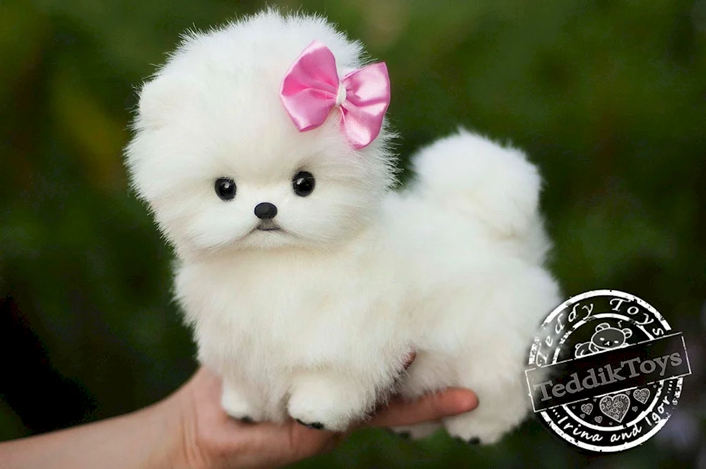 Mini Teacup Taschenhunde