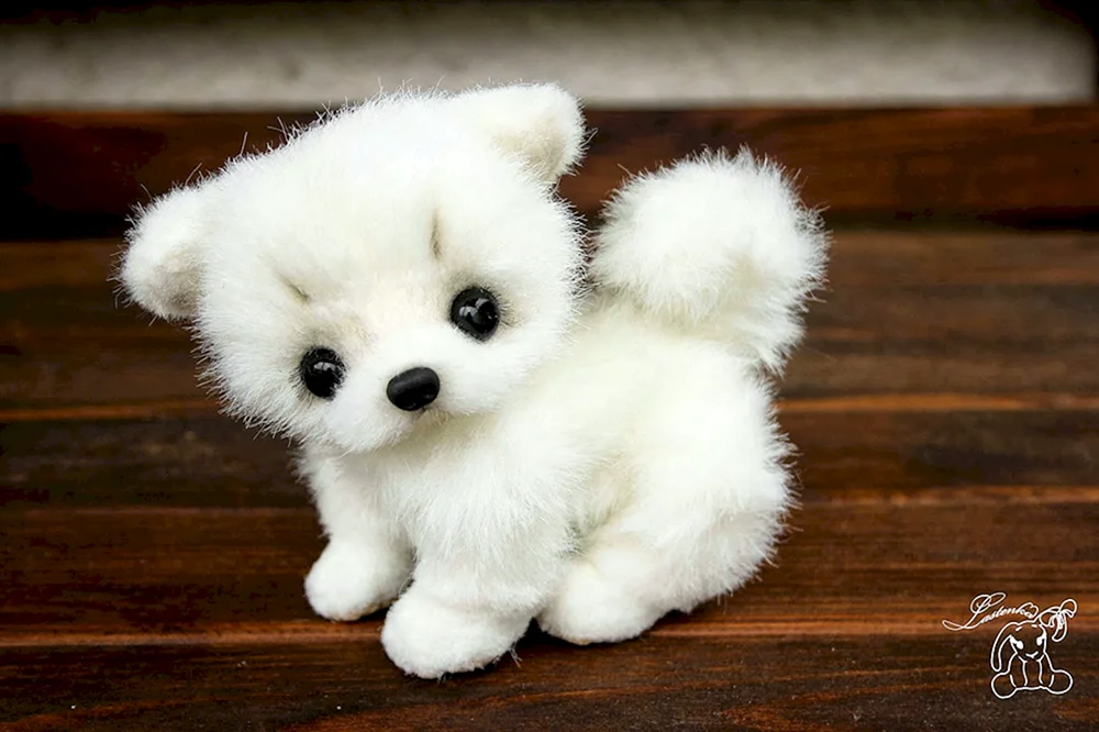 Pommerscher Spitz Boo