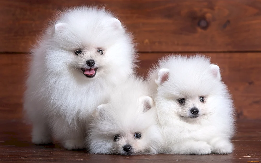 Pomeranian Bear Spitz