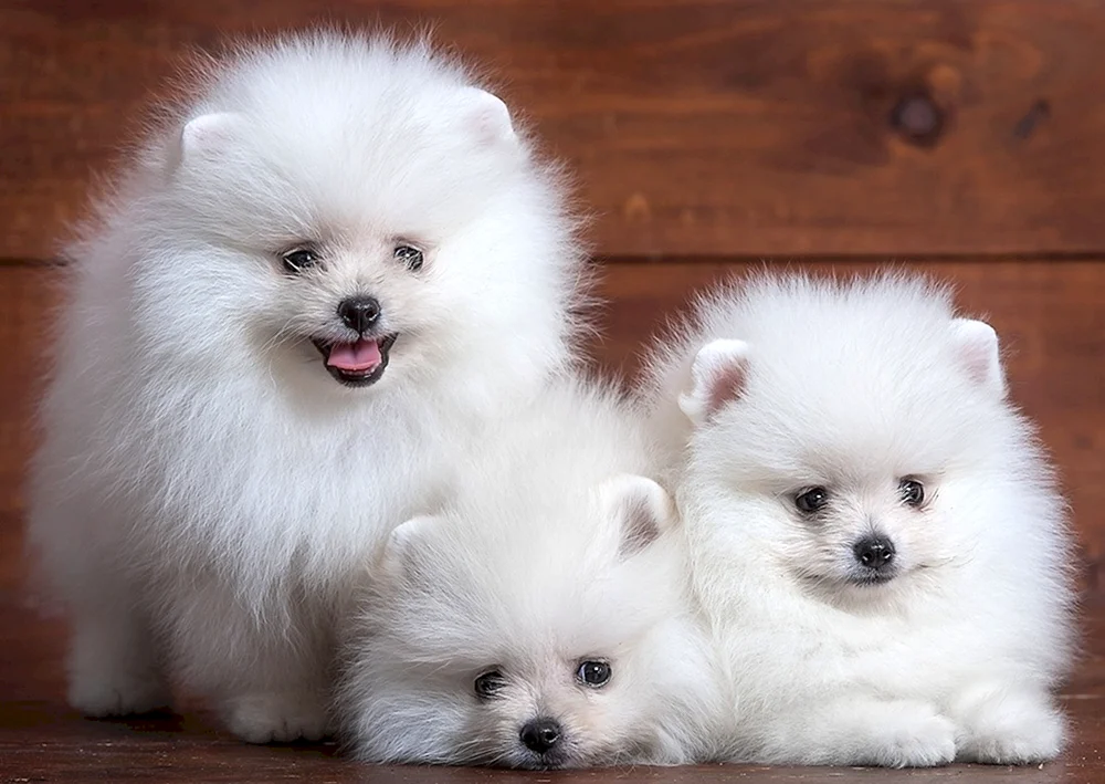 Pomeranian Dwarf Spitz White