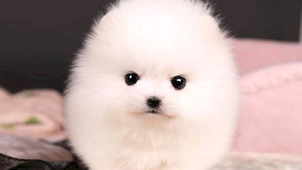 Pomeranian Zwerg Weiß