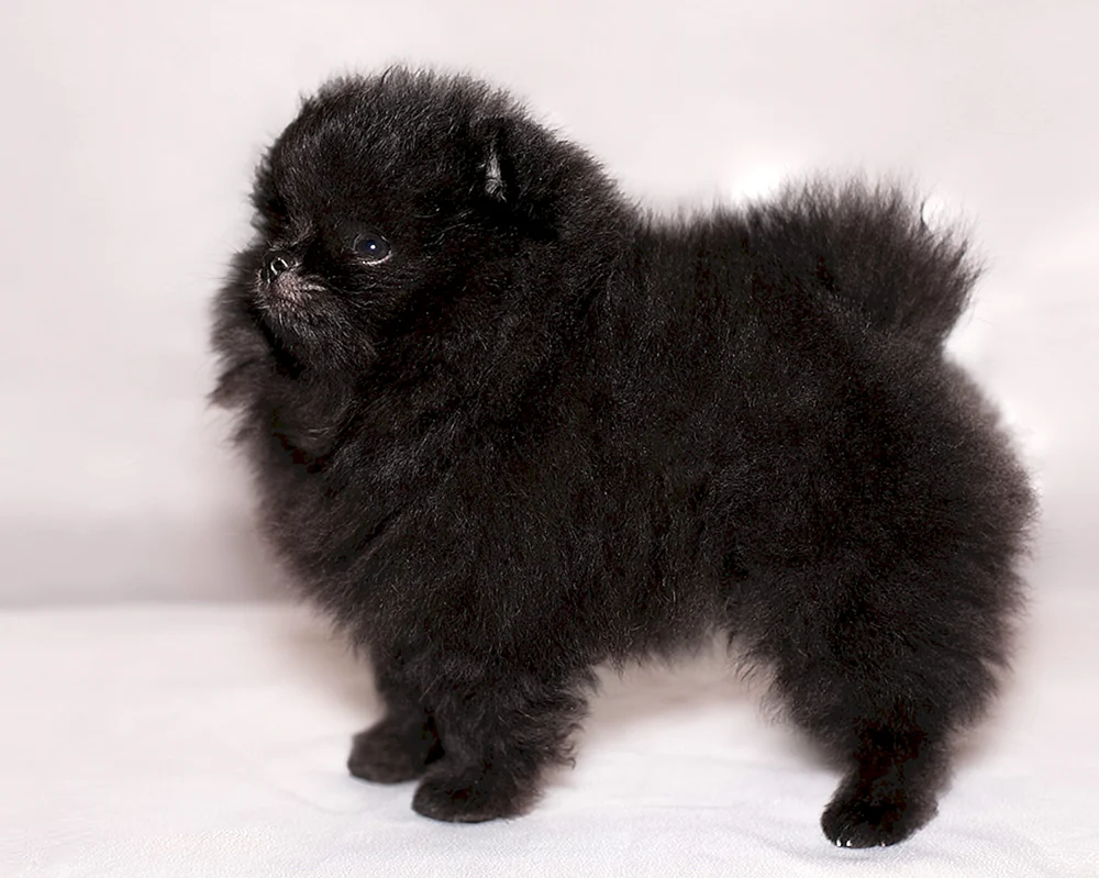 Zwergspitz schwarz und Pomeranian Spitz