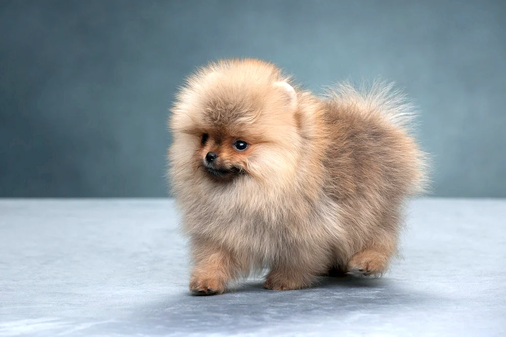 Pomeranian Foxhound Creamy Spitz