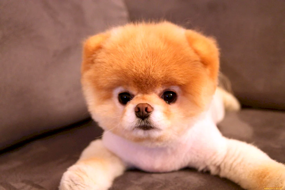 Pomeranian Spitz Bear
