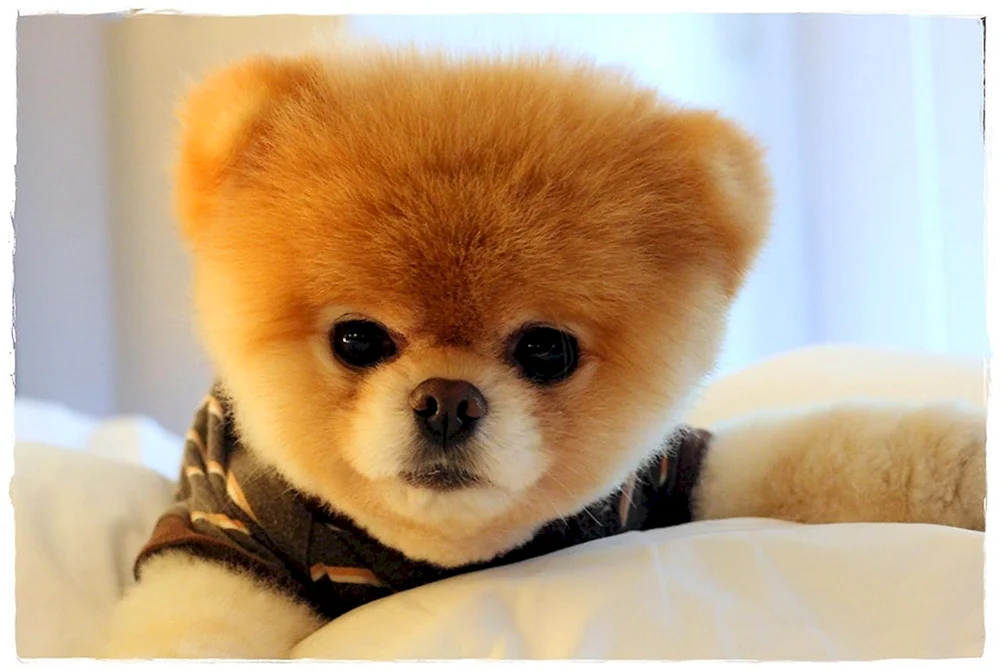 Pomeranian Spitz