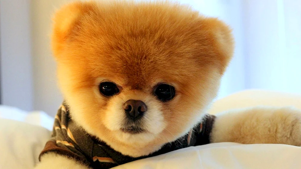Eskimo Spitz
