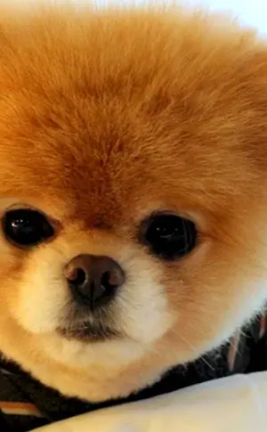 Spitz Pomeranian Bear