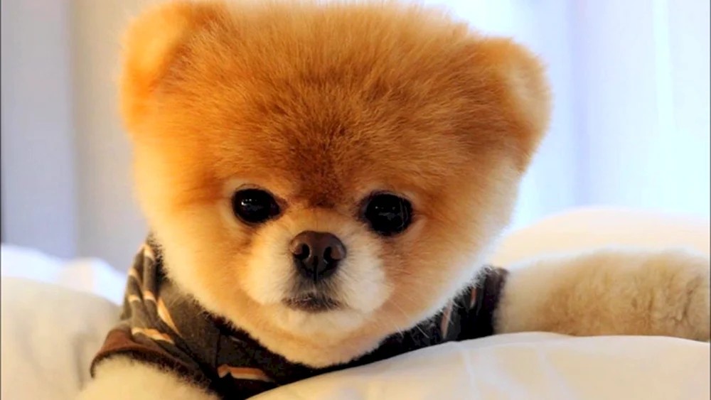 Pomeranian Dwarf Spitz White