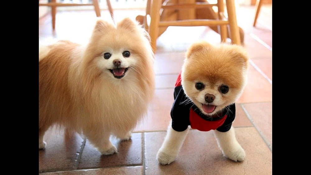 Pommerscher Spitz Bär