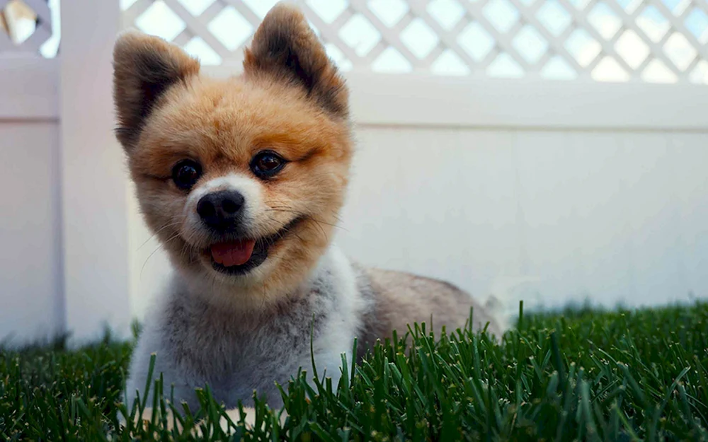 Pomeranian Spitz Teacup.