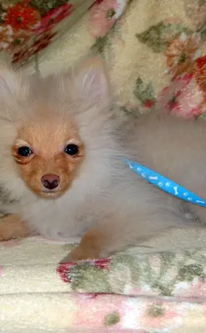 Spitz spitz wurzik