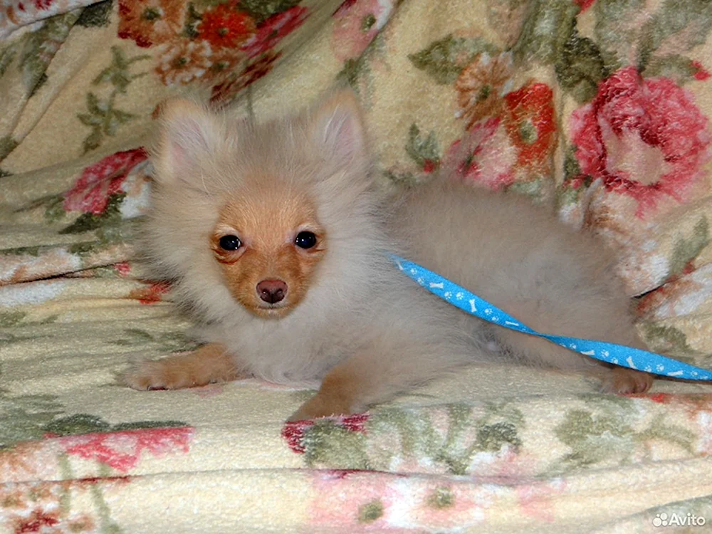 Spitz spitz wurzik