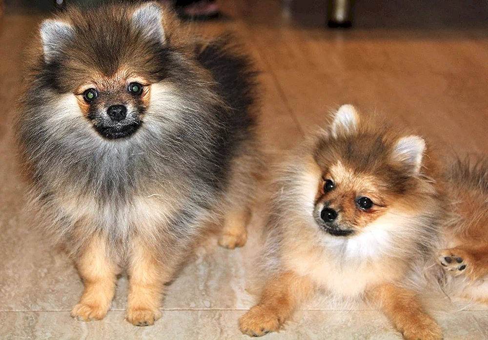 Pomeranian spitz wurzik