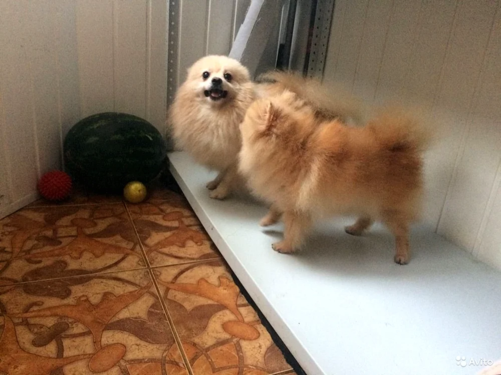 Spitz wurzik
