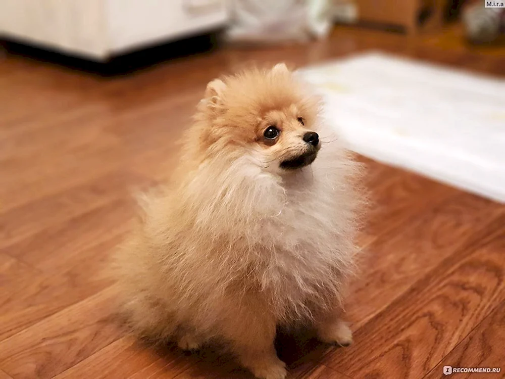 Spitz weiß