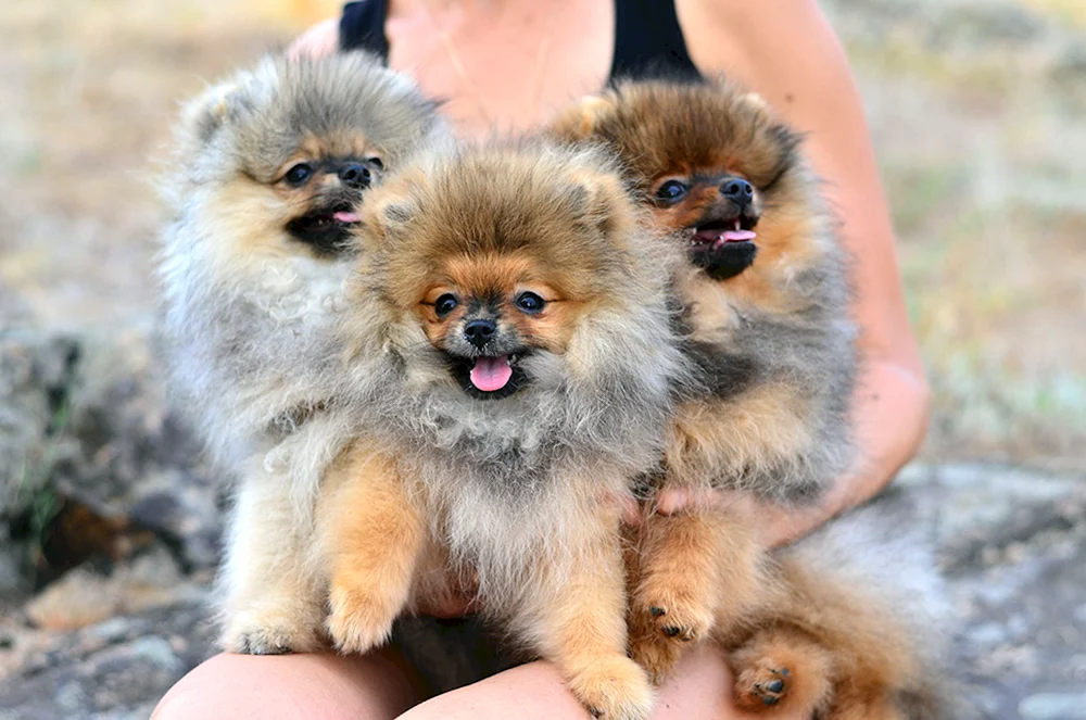 Spitz Foxy staubig
