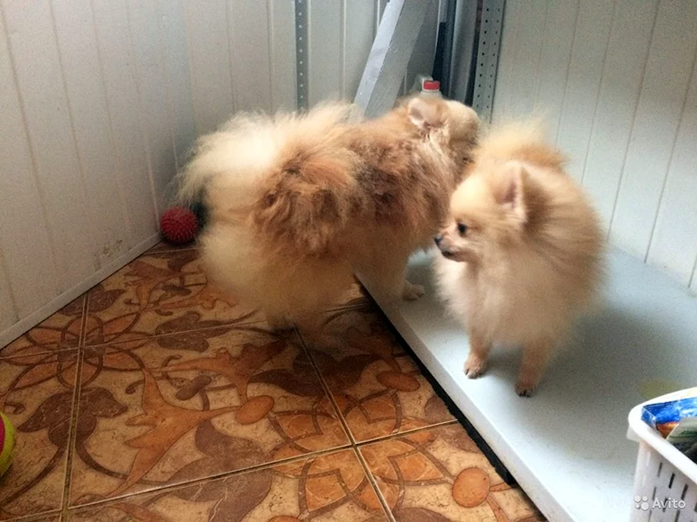 Pelzige Spitz