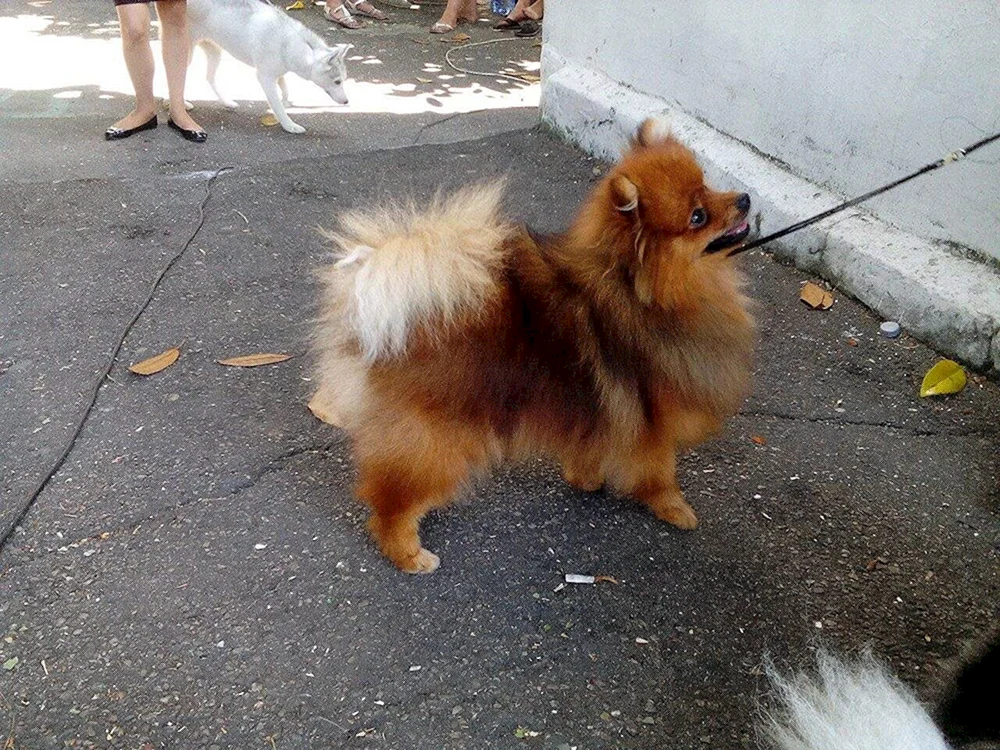 Spitz weiß