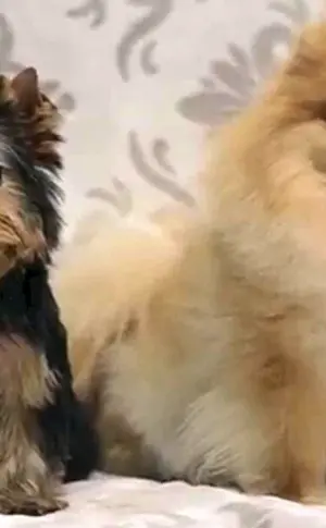 Spitz Terrier