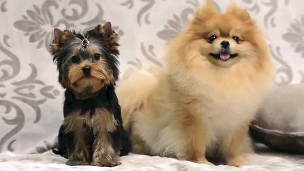 Spitz Terrier