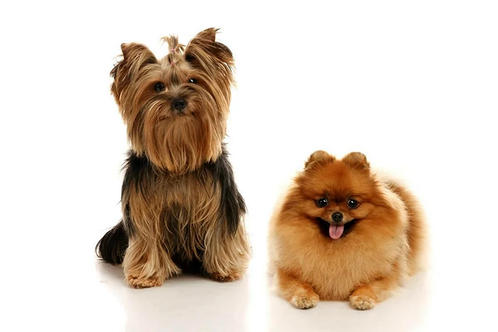Spitz Terrier