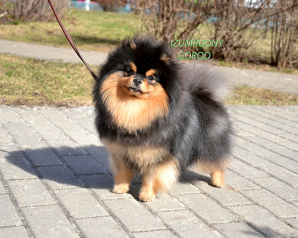 Yorkie und Spitz métis