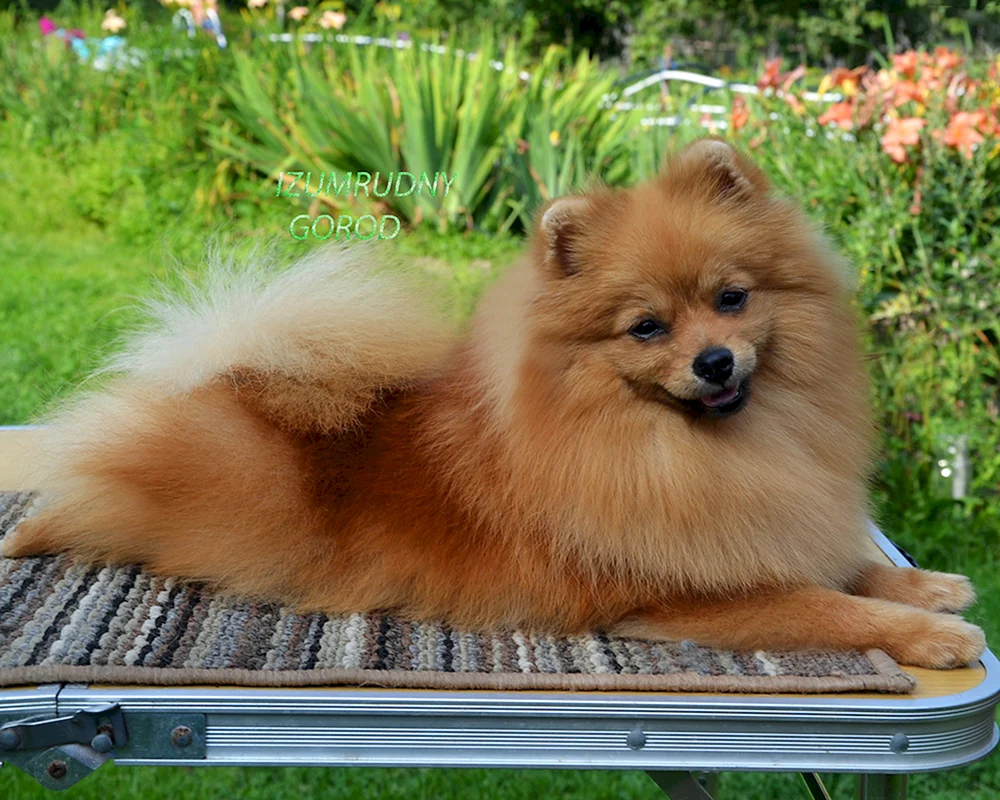 Spitz Terrier