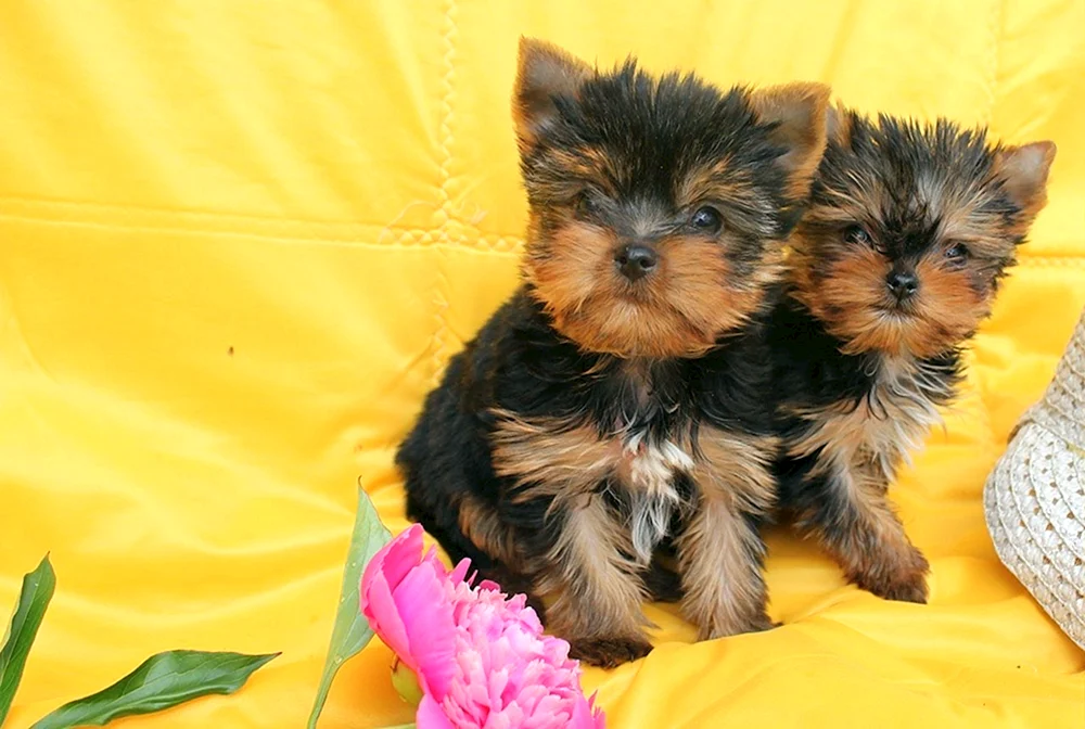 Yorkie und Spitz Métis