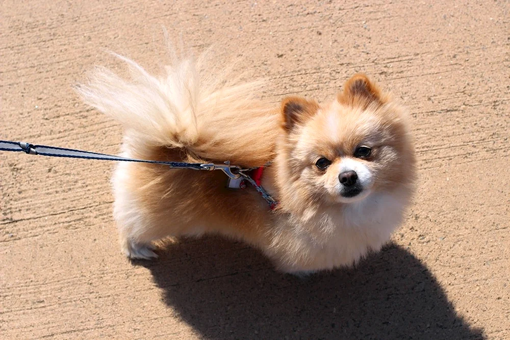 Chihuahua pomchi
