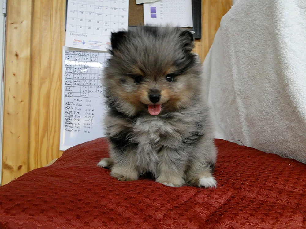 Pomeranian Spitz Terrier