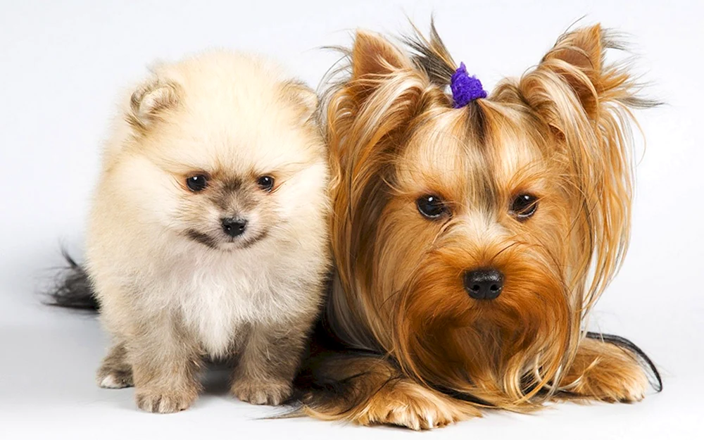 Spitz Terrier
