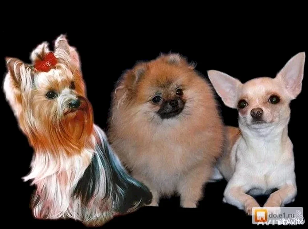 Spitz Terrier
