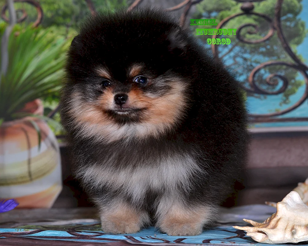 Spitz Terrier Pomeranian