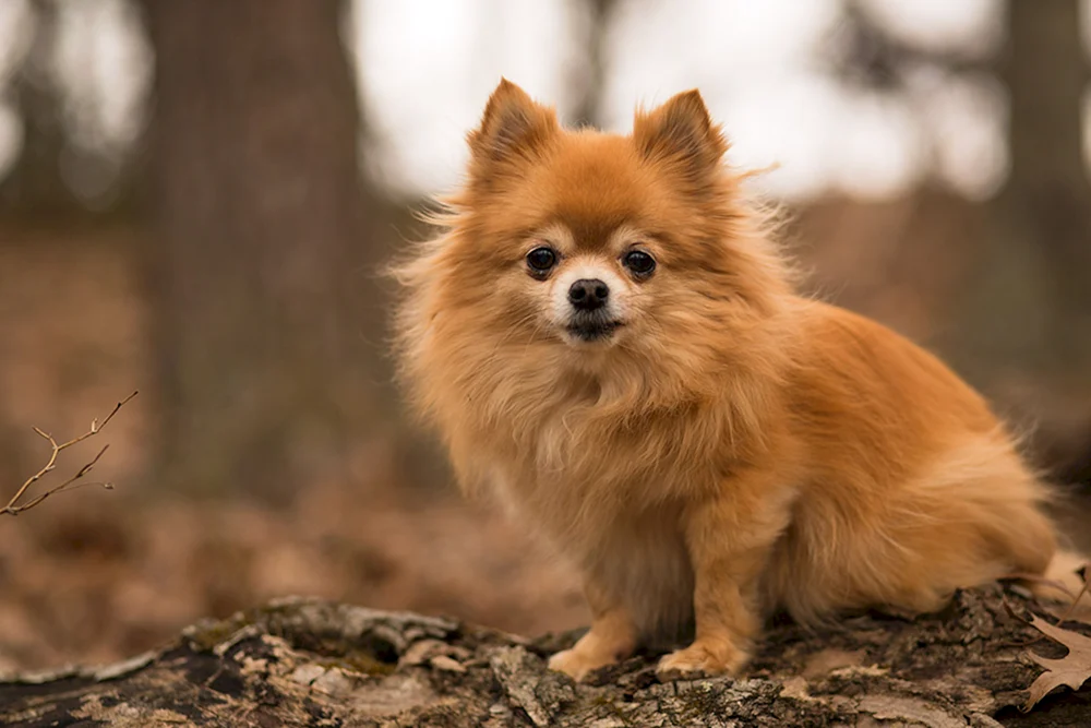 Pomeranian Terrier