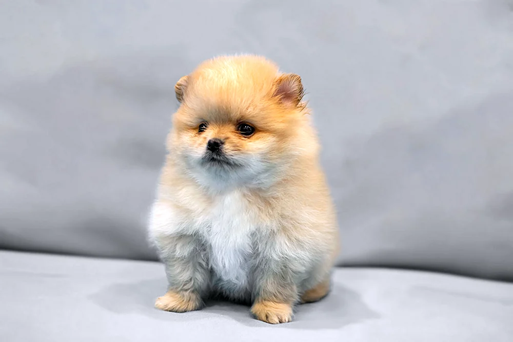 Pommerscher Fuchs-Spitz