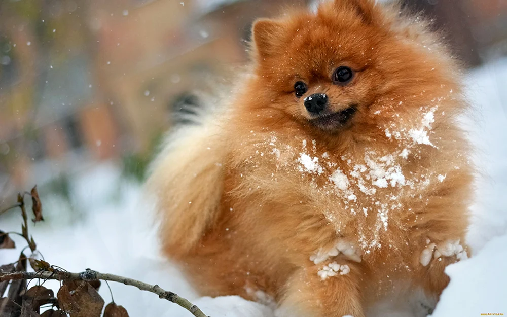 Rassehund Mischling rot