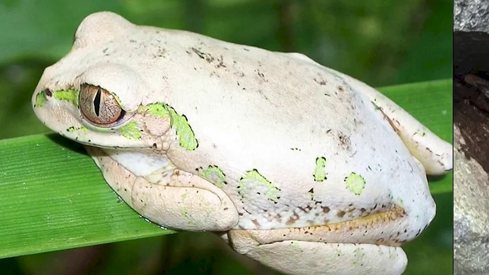Mittelasiatischer Frosch