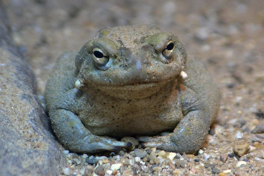 Weißer Albino-Spornfrosch