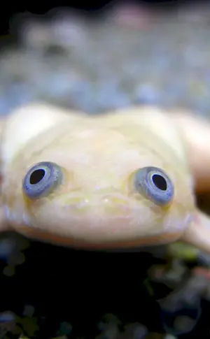 Albino Spornfrosch