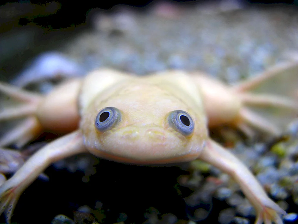Albino Spornfrosch