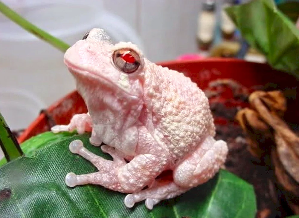 Albino-Spornfrosch