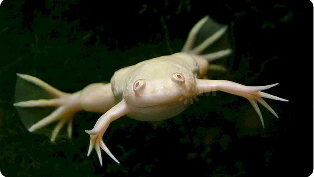 Albino Spornfrosch