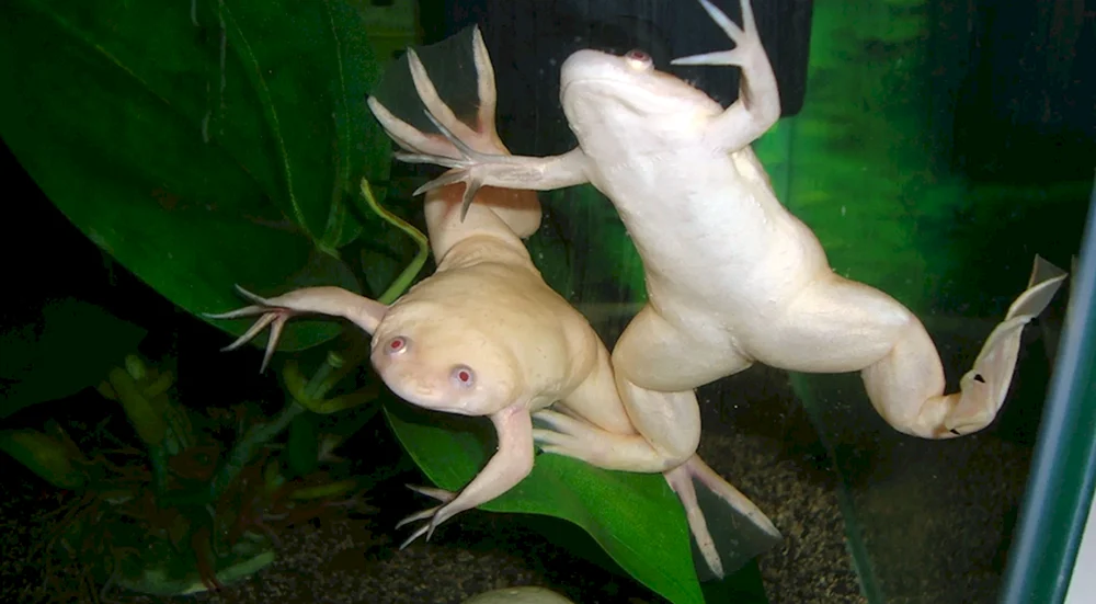 Albino Spornfrosch