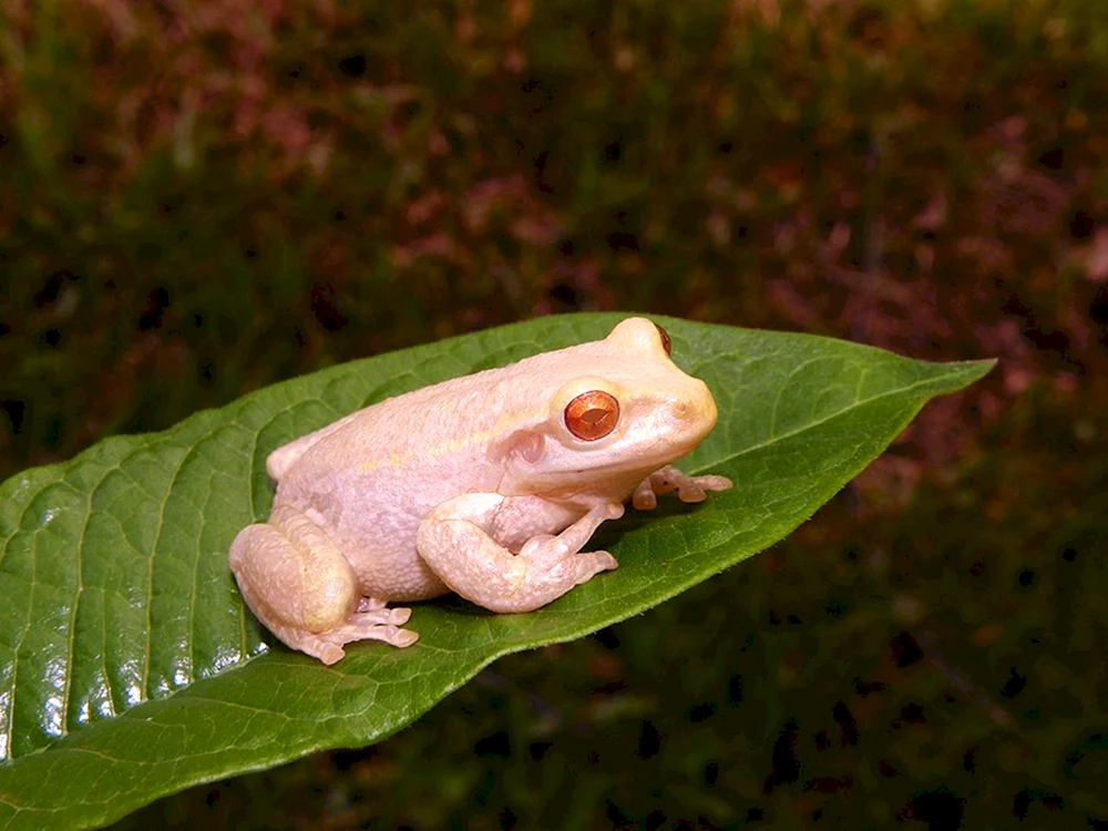 Albino Spornfrosch