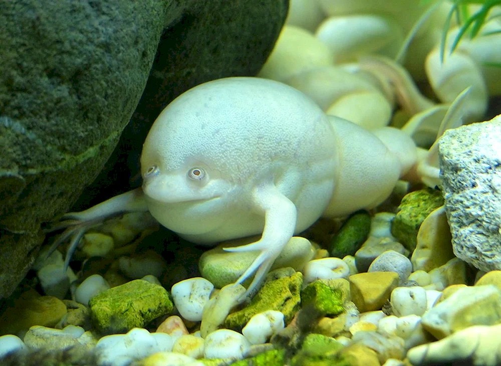 Albino Spornfrosch
